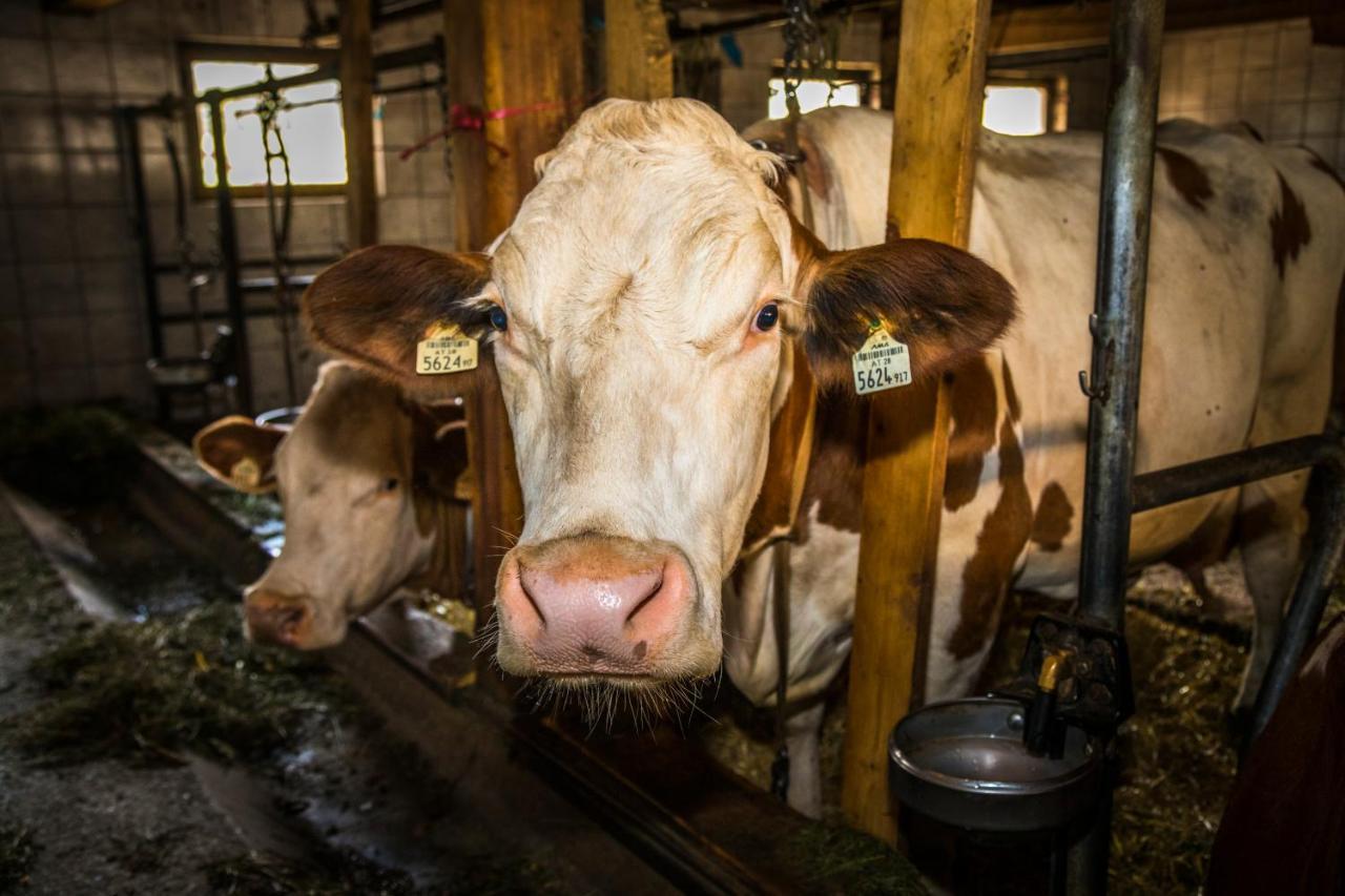 Bio-Bauernhof Obertrattenbachhof Neukirchen am Großvenediger Eksteriør bilde